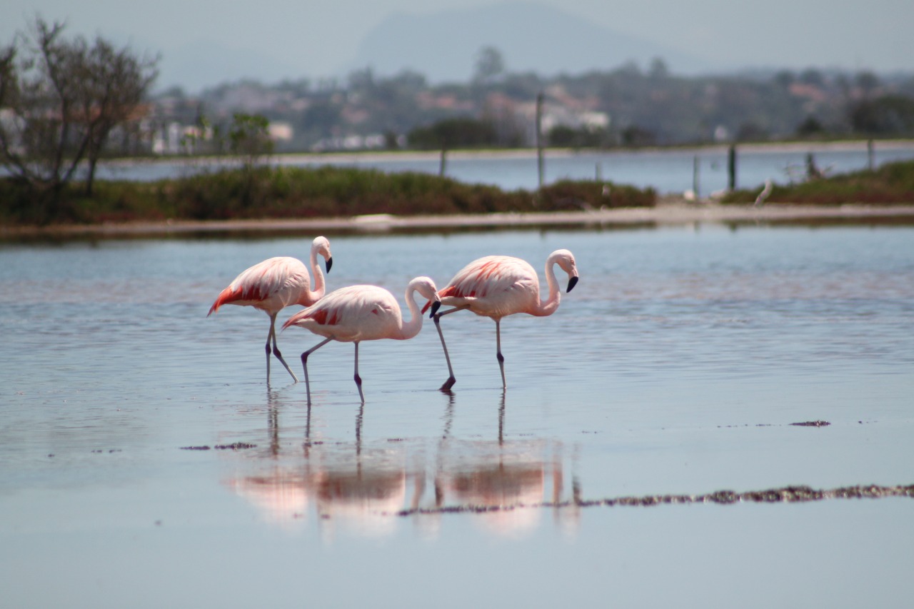 Flamingo-Chileno - Fotografia: Geraldo Lima