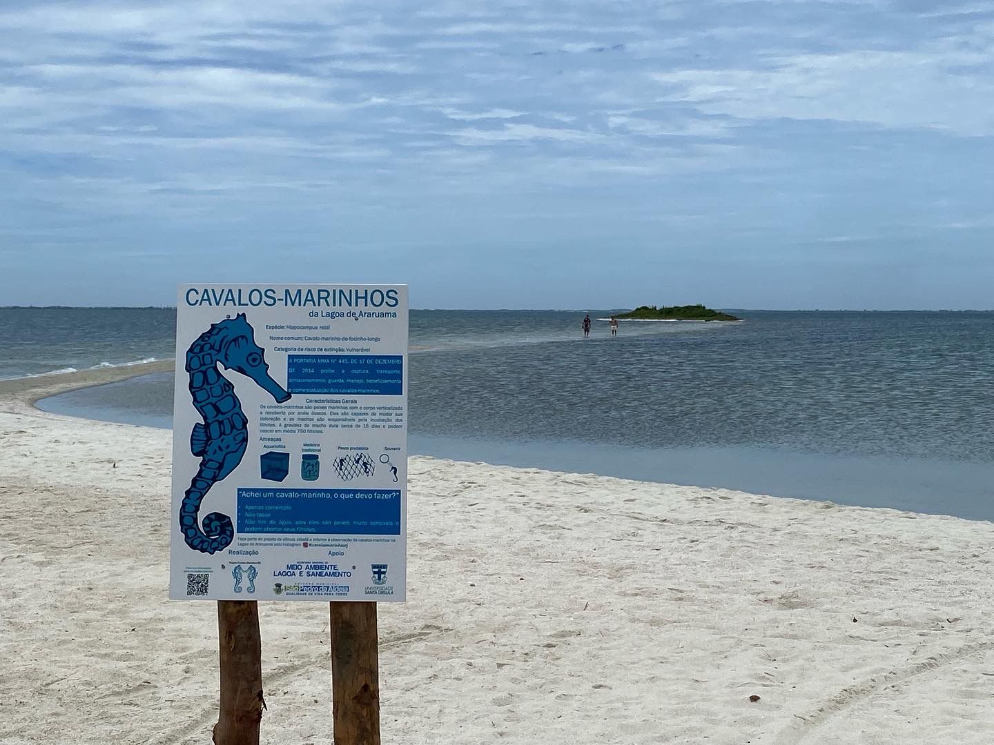 Cavalo-marinho ameaçado de extinção chama a atenção no litoral do Rio